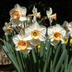 Bulbes à fleurs à planter à l'automne - Narcisse Salome (x5) - face recto